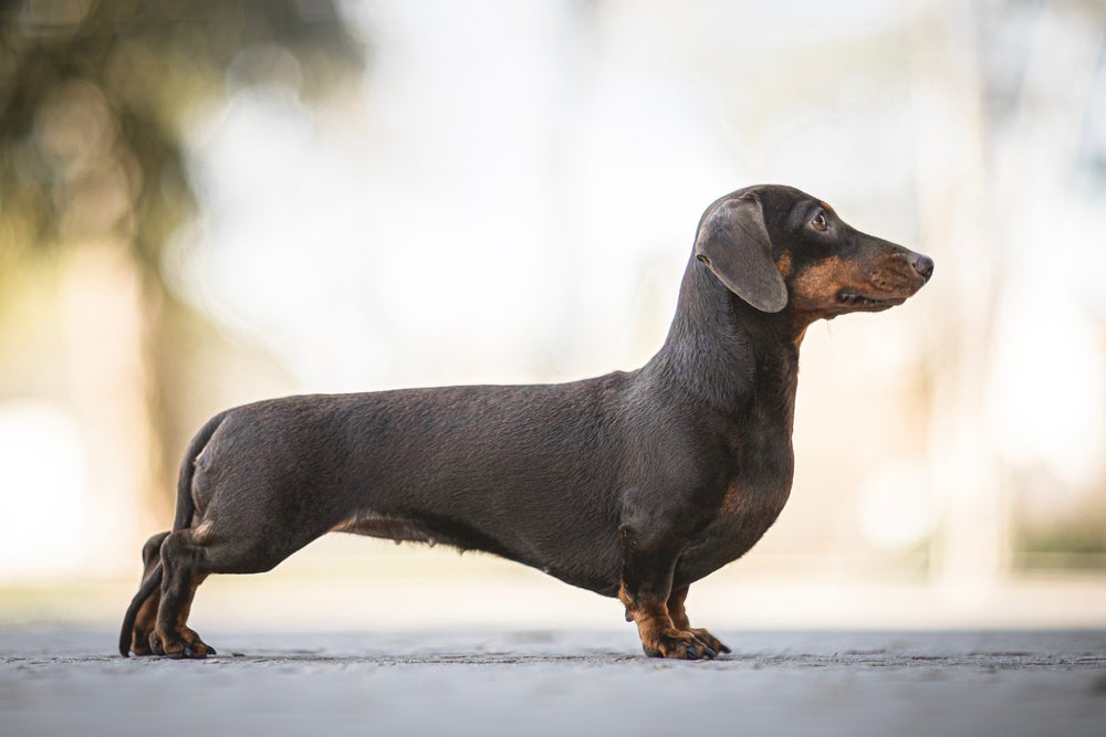 luxação de patela em cães: cachorro Dachshund andando