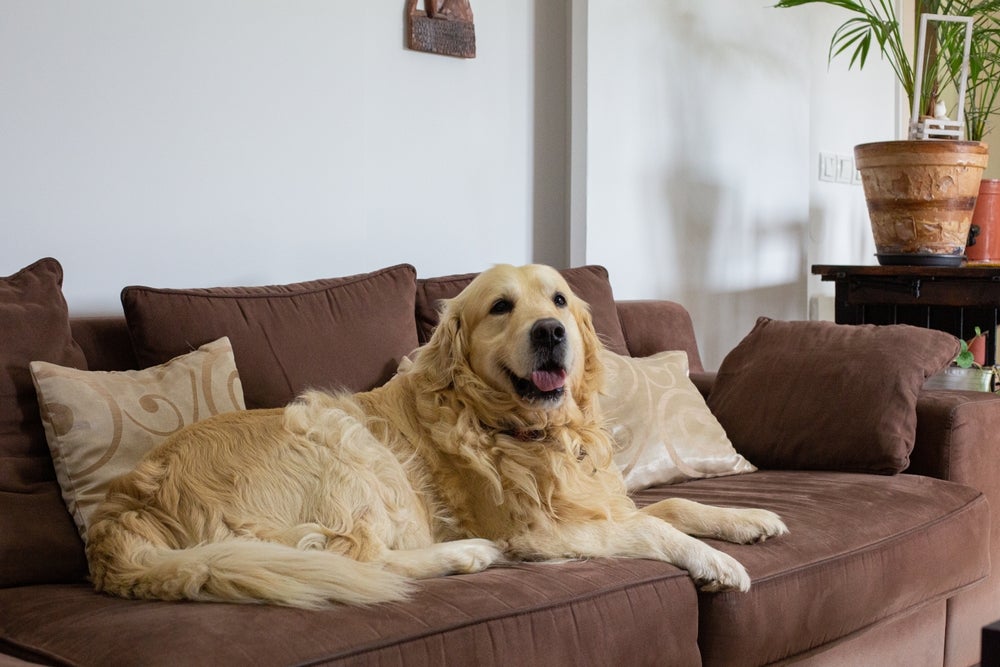 luxação de patela em cães: golden retriever em cima do sofá