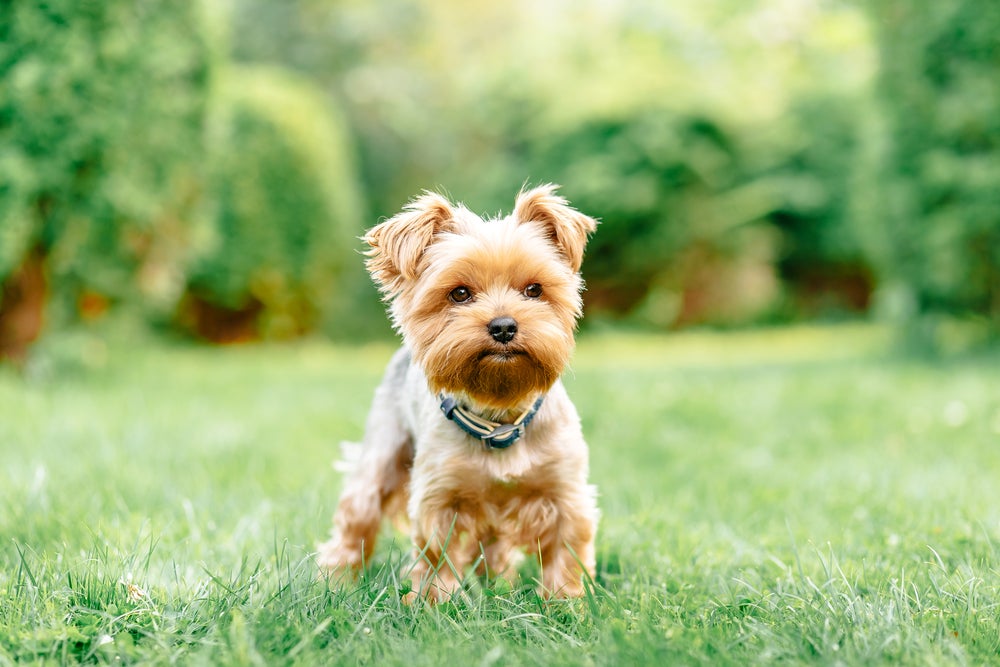 luxação de patela em cães: cachorro Yorkshire andando