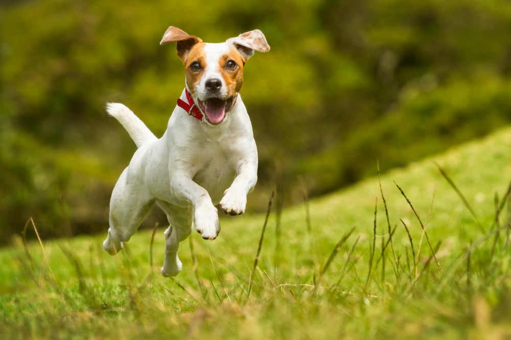 luxação de patela em cães: cachorro pulando