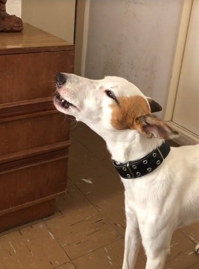 Cão uivando ouvindo música para cachorro