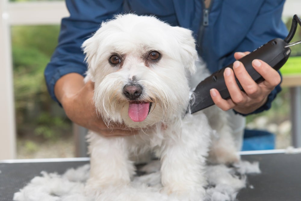 homem usando máquina de tosar cachorro em cão