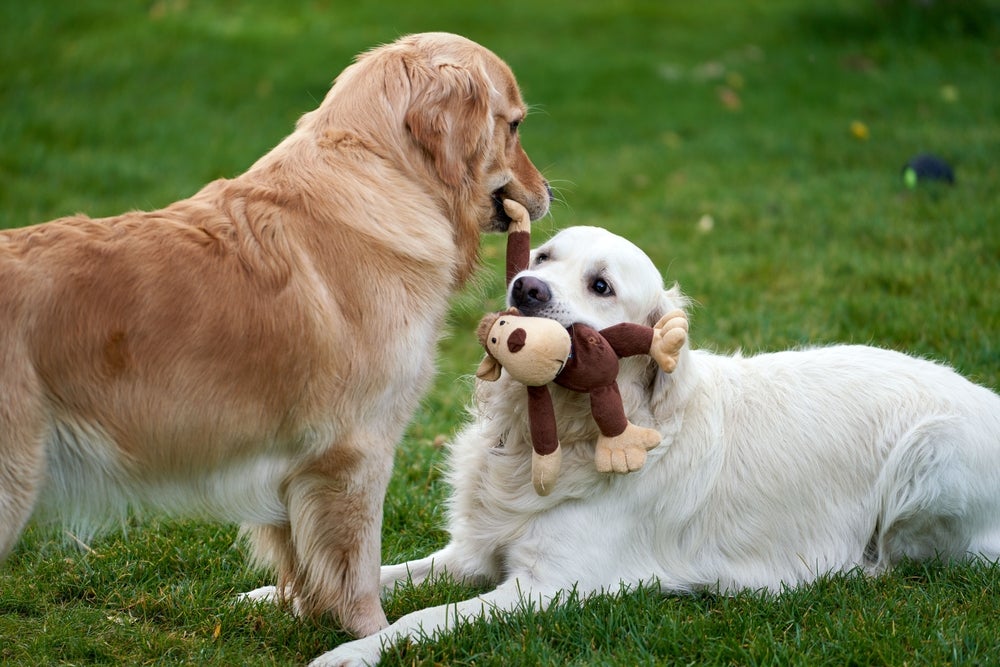 cães brincando com macado para cachorro de pelúcia