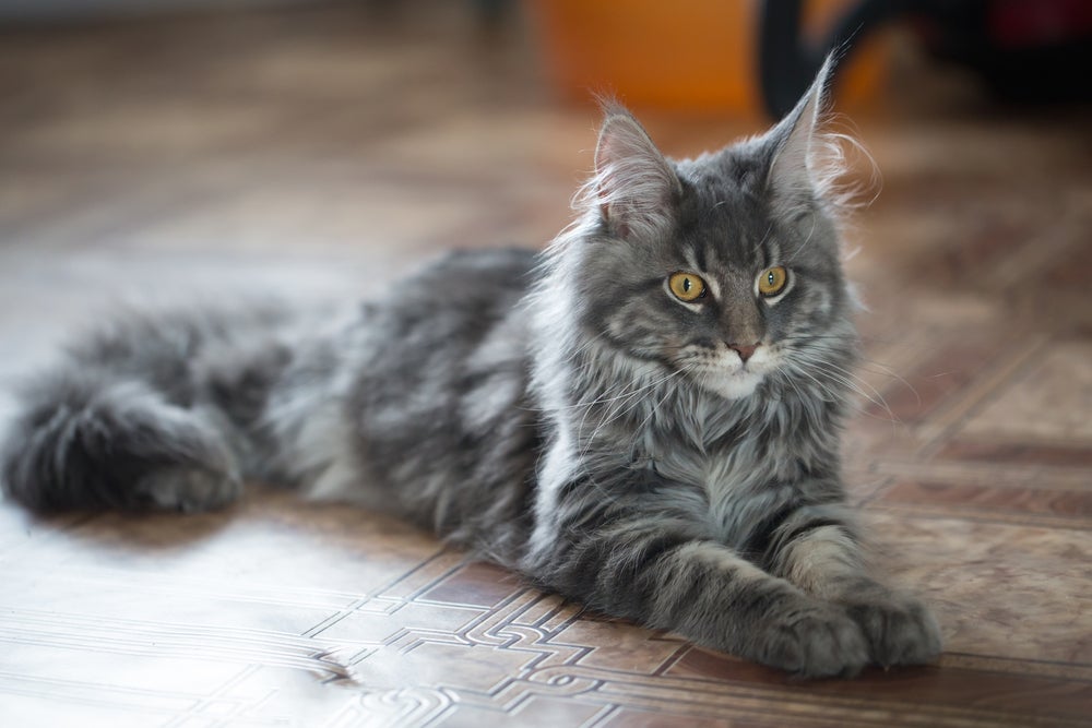 gato maine coon deitado no chão