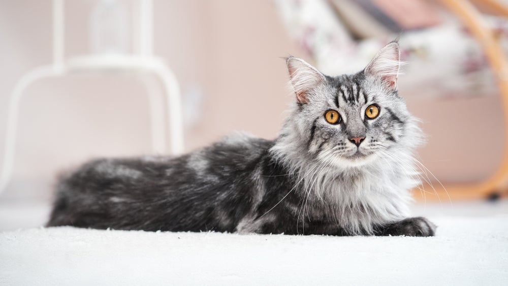 maior gato do mundo: maine coon cinza deitado no chão