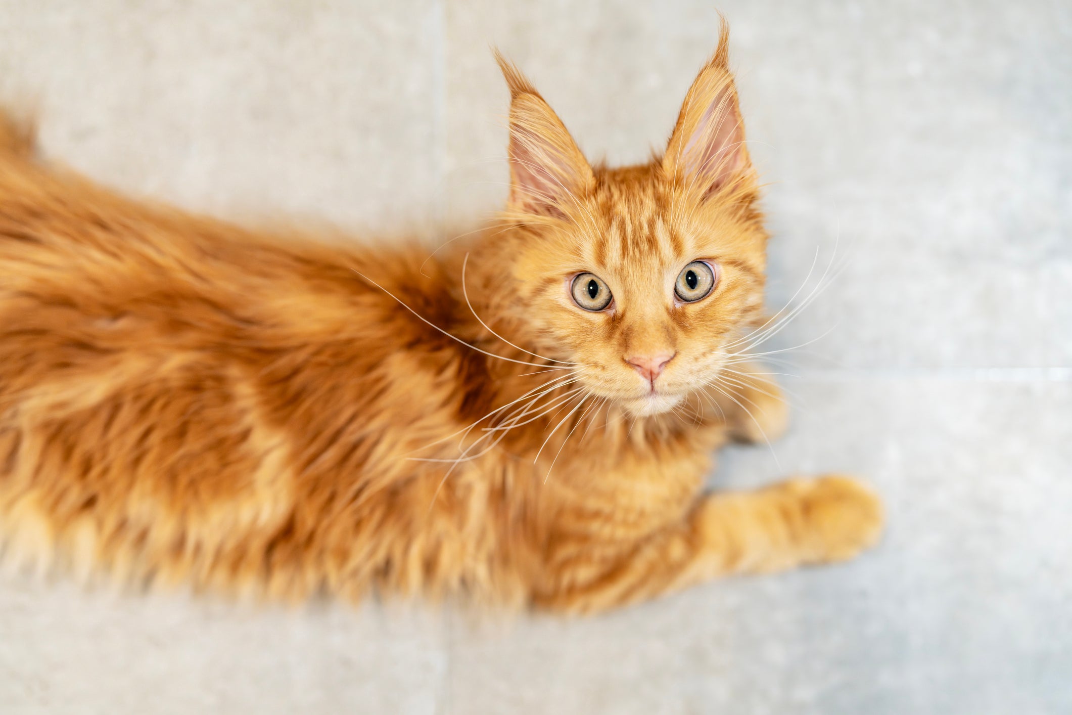 maine coon olhando para cima