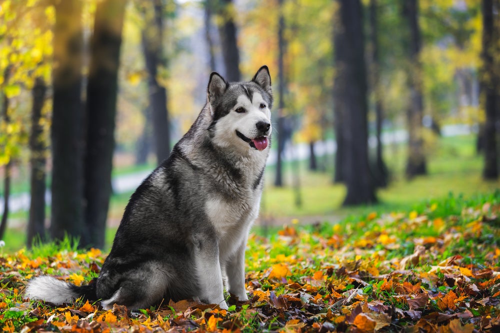 cachorro malamute do alasca na floresta