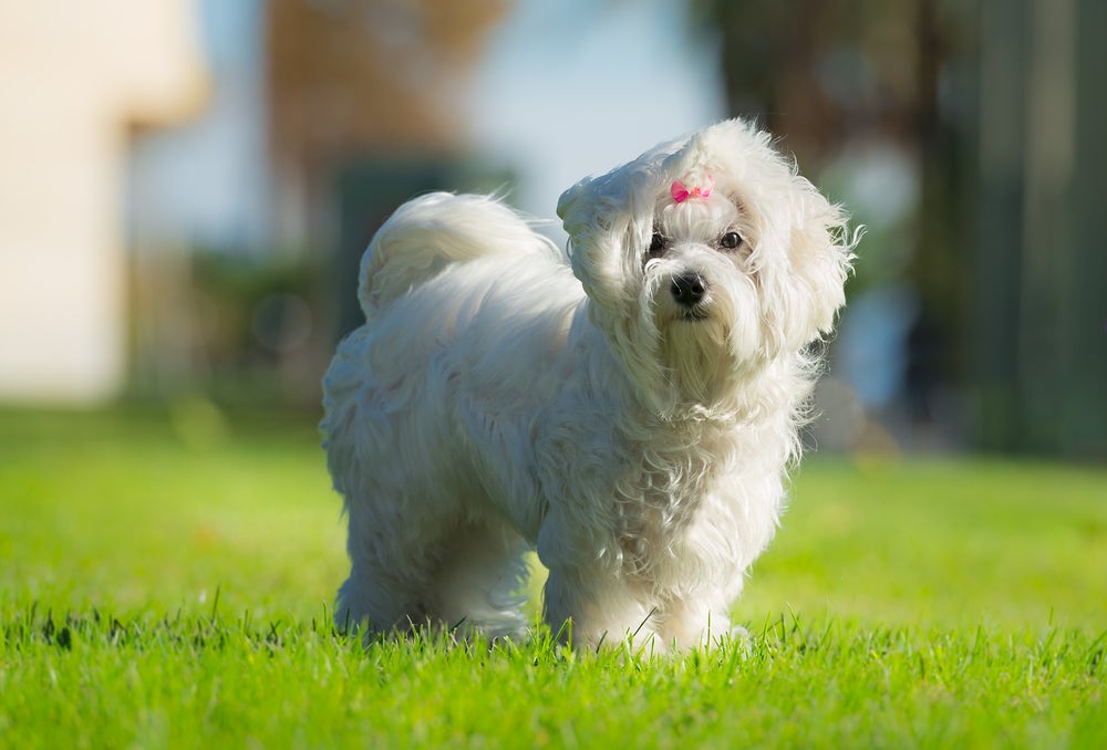 cachorro maltês no jardim