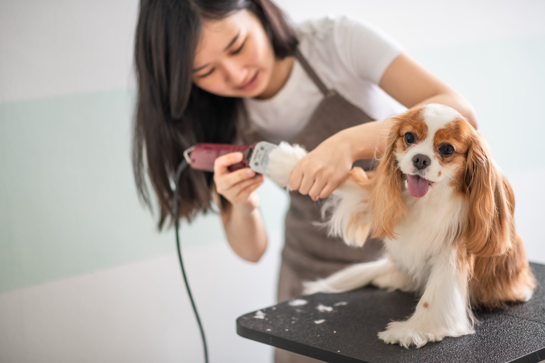 Cachorro é tosado por mulher com máquina de aparar pelo