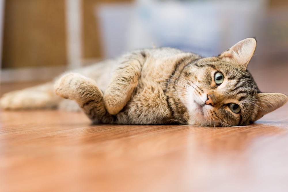 mastite felina: gato deitado cansado