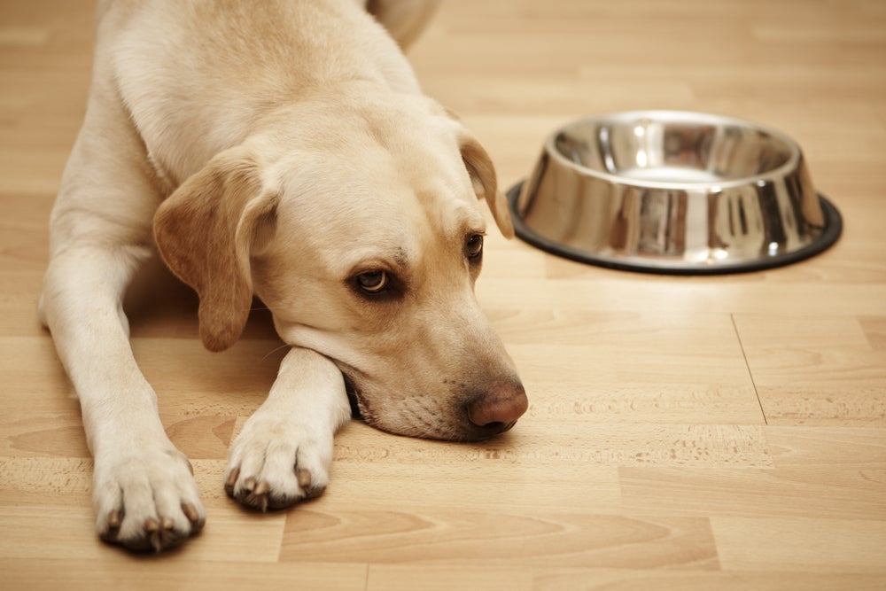 megaesôfago em cães: cachorro ignorando ração