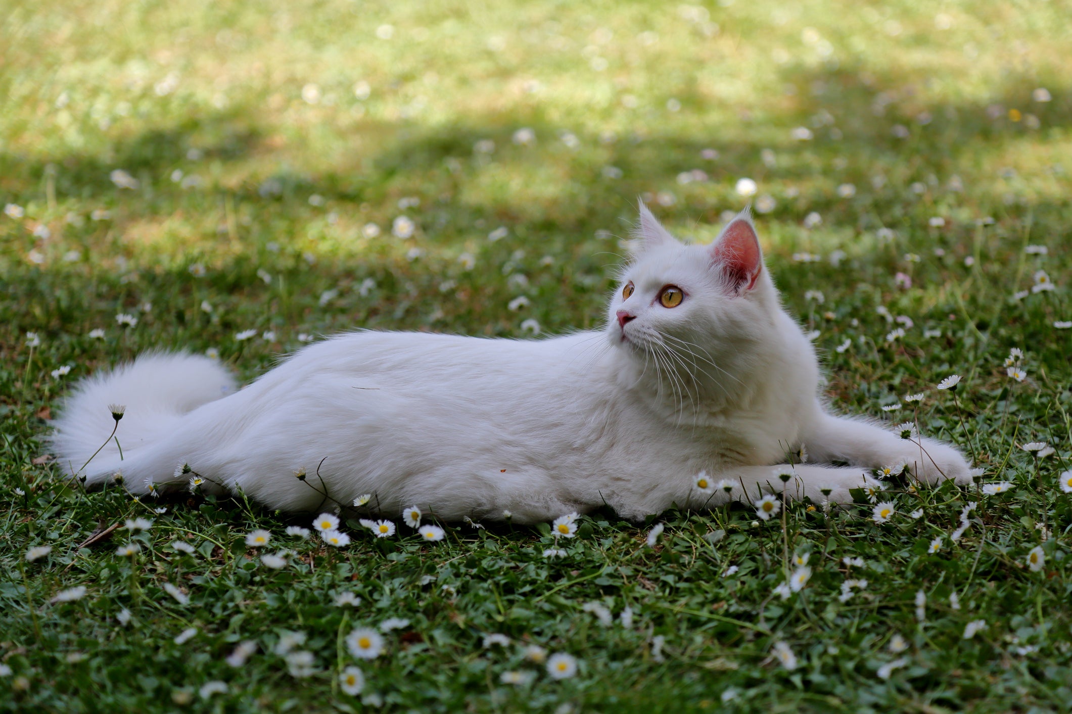 Gato Angorá deitado no gramado florido