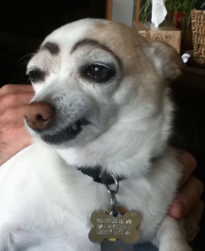 meme de cachorro maquiado com sobrancelha