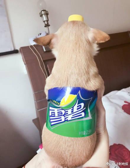 memes de cachorro com fantasia de garrafa pet
