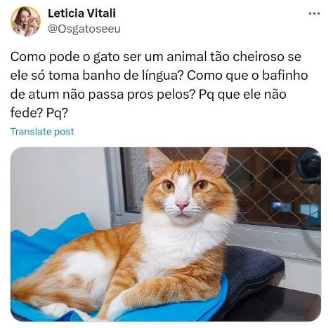 Imagem de um post do XTwitter sobre o os gatos serem cheirosos mesmo se limpando com a língua com "bafinho" de atum