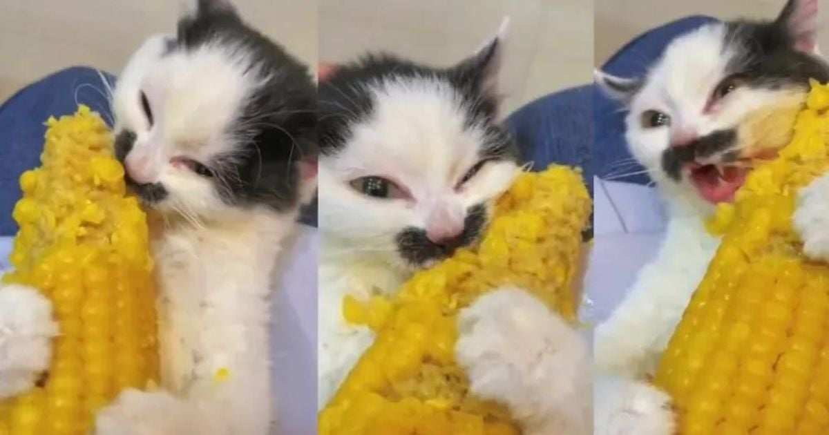 gato filhote comendo espiga de milho