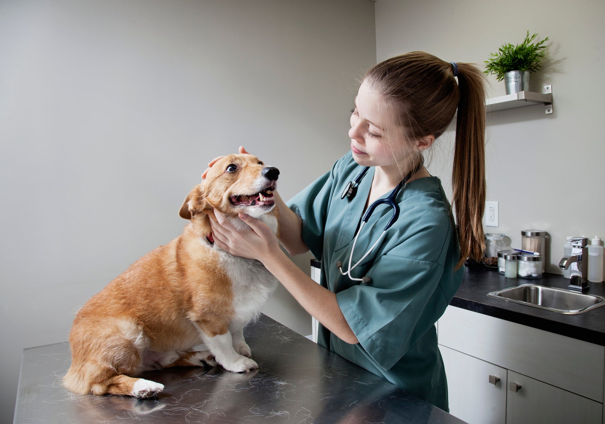 Veterinária cuida de cachorro feliz na bancada de seu consultório