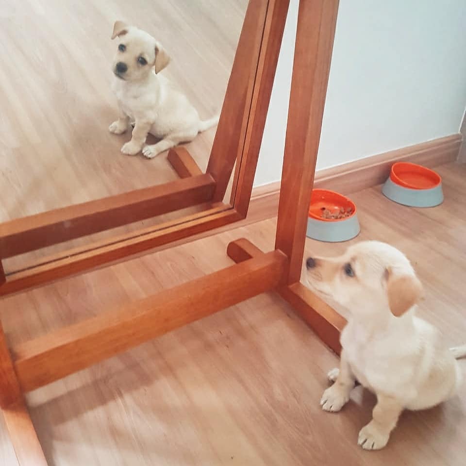 Cadela filhote se olhando no espelho