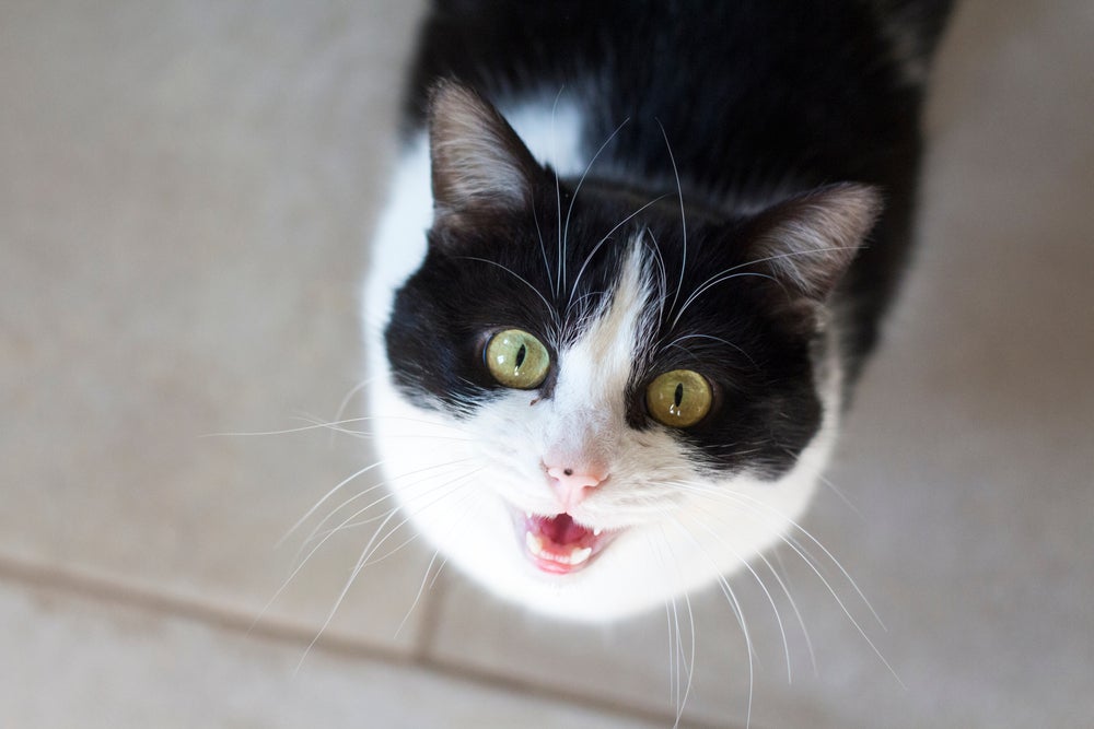Gato preto e branco com a boca aberta soltando um miado de gato