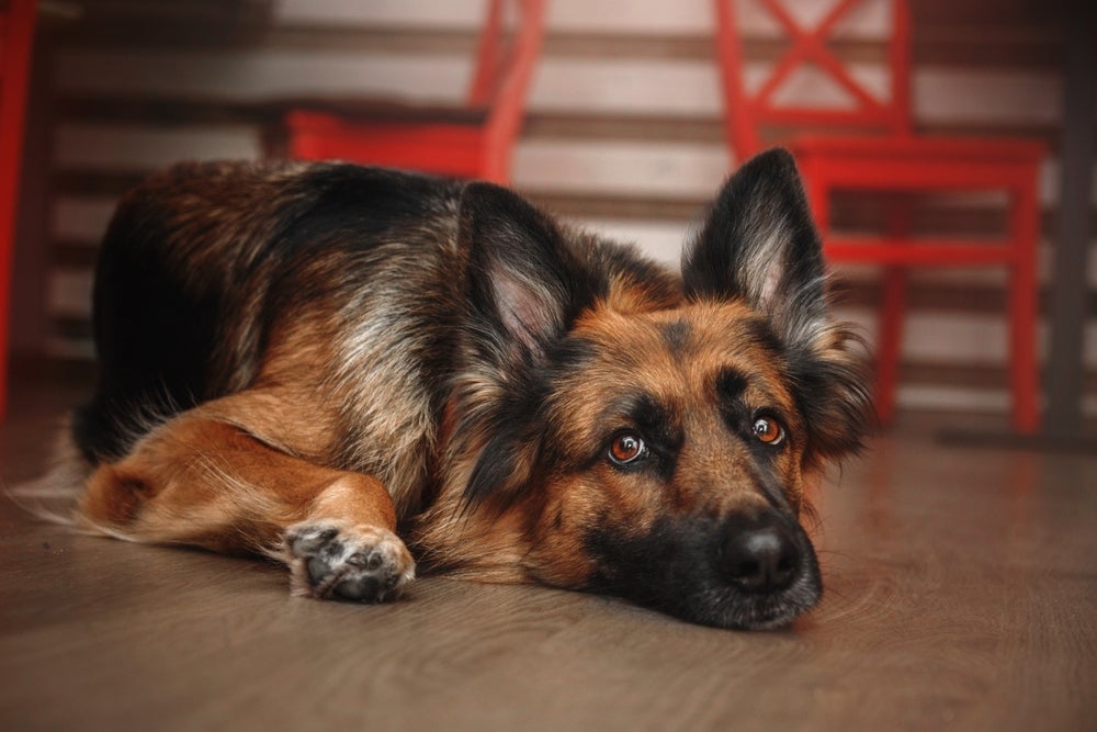 mielopatia degenerativa em cães: cachorro deitado no chão de casa