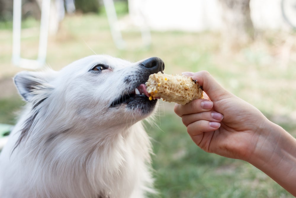 cachorro comendo milho para cachorro
