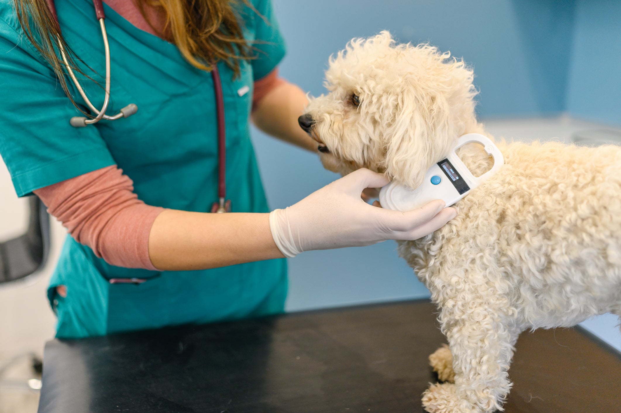 Veterinária checando microchip em cachorro