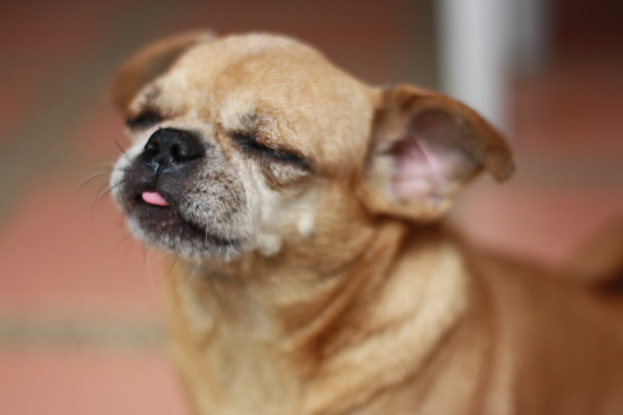 Cão Chug com os olhos fechados e língua para fora