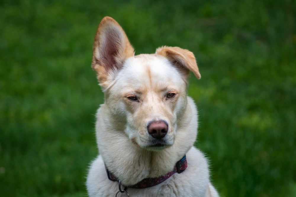 Cão Labsky com olhar sério com gramado ao fundo