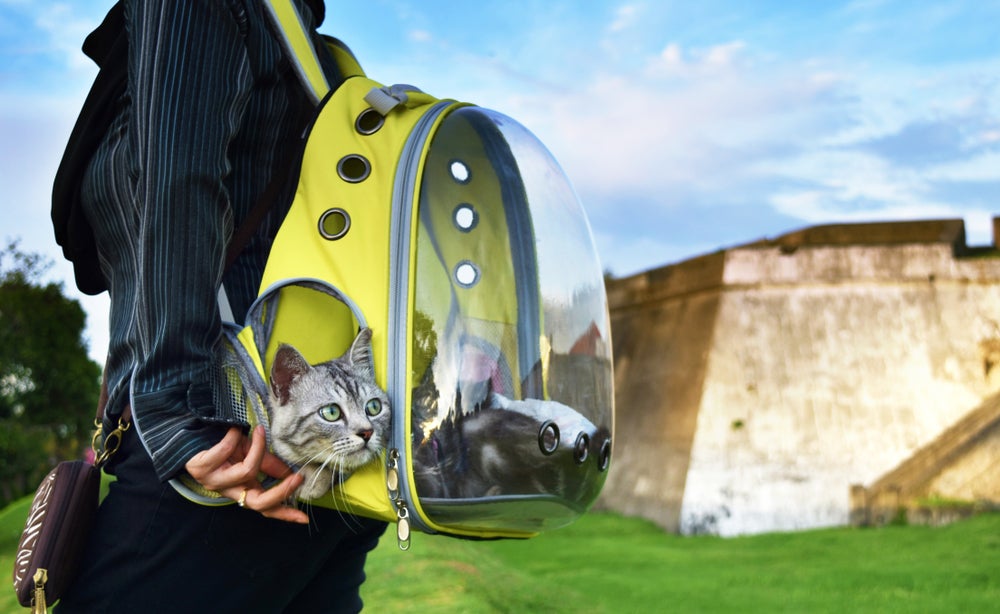 gato na mochila de transporte para gatos