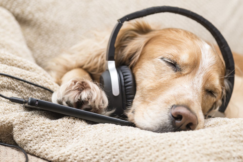 música para cachorro: cão ouvindo música