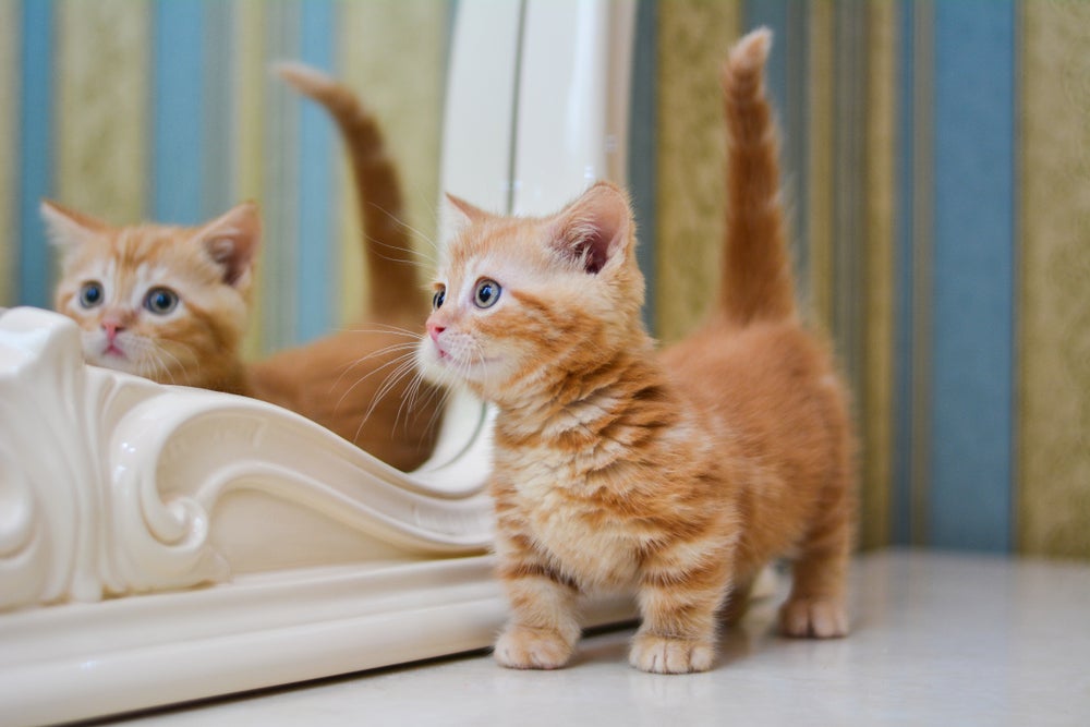 gato munchkin perto do espelho