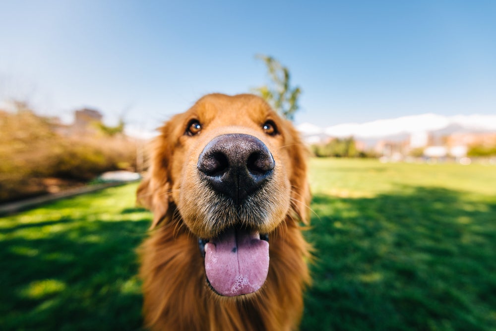 nariz de cachorro: cão olhando para a câmera