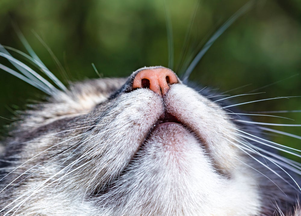 Focinho de gato com foco no nariz