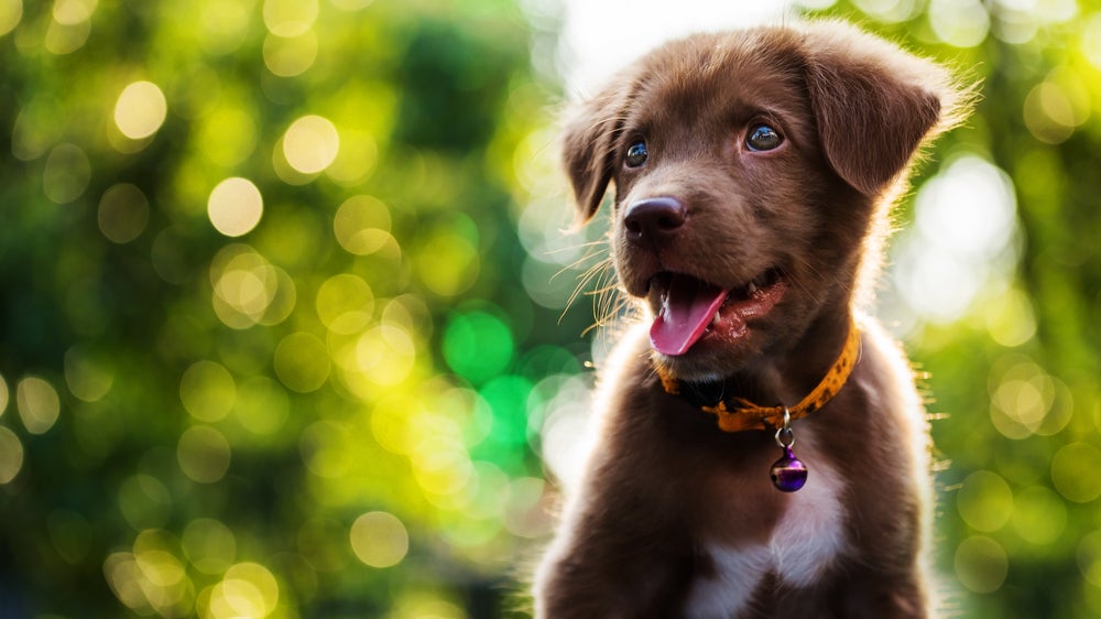 Nomes de cachorro: cão marrom olhando para câmera