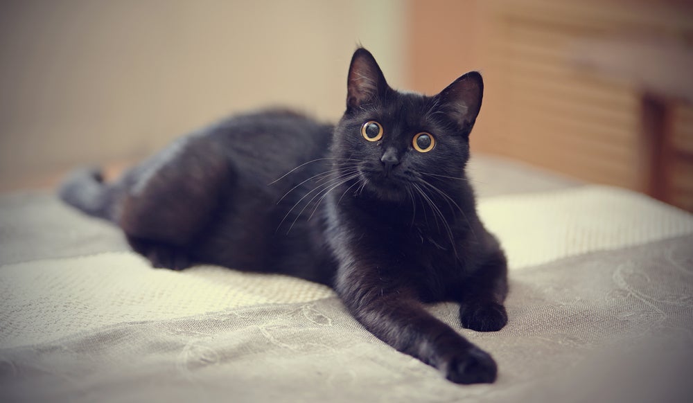 nomes de deuses para gatos: gato preto