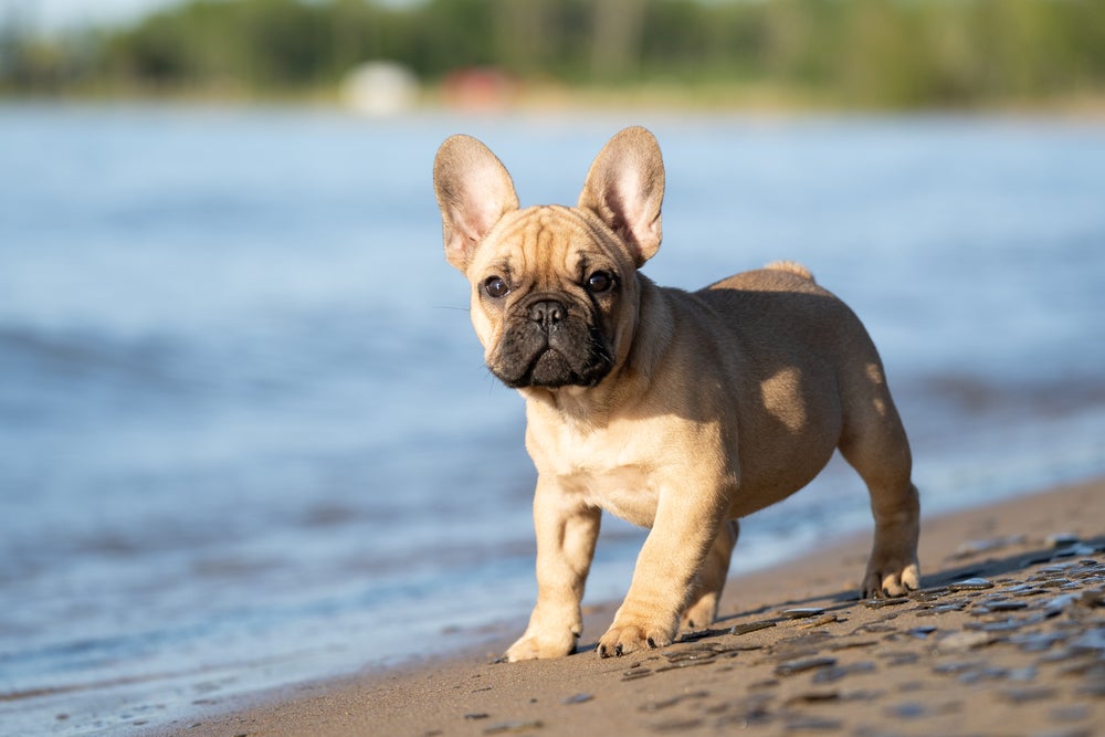 nomes para bulldog francês: cachorro andando na praia