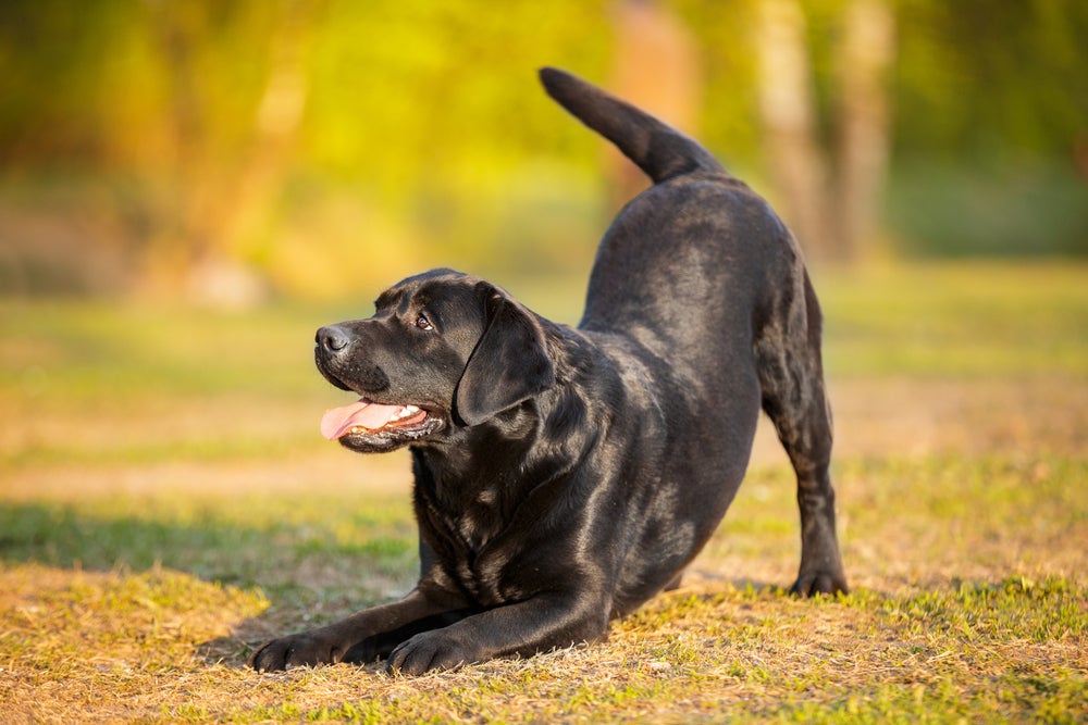nomes para cachorro grande: cachorro preto brincando na grama
