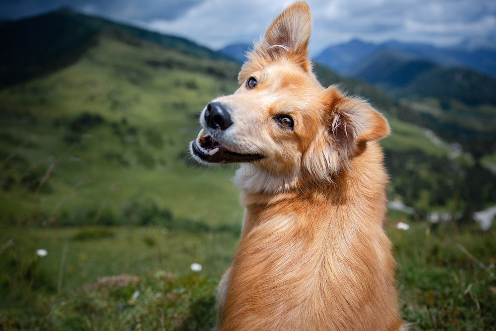 nomes para cachorro: cão sorrindo para a câmera