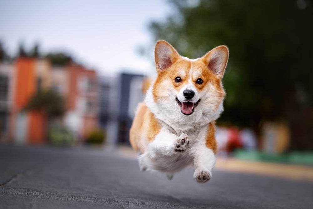 Nomes para cachorros: Corgi correndo