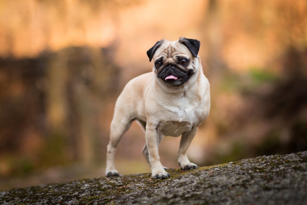 cachorro pug andando