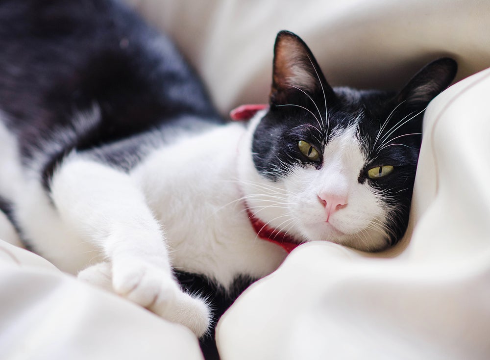 Nomes para gatos preto e branco: gato frajola deitado