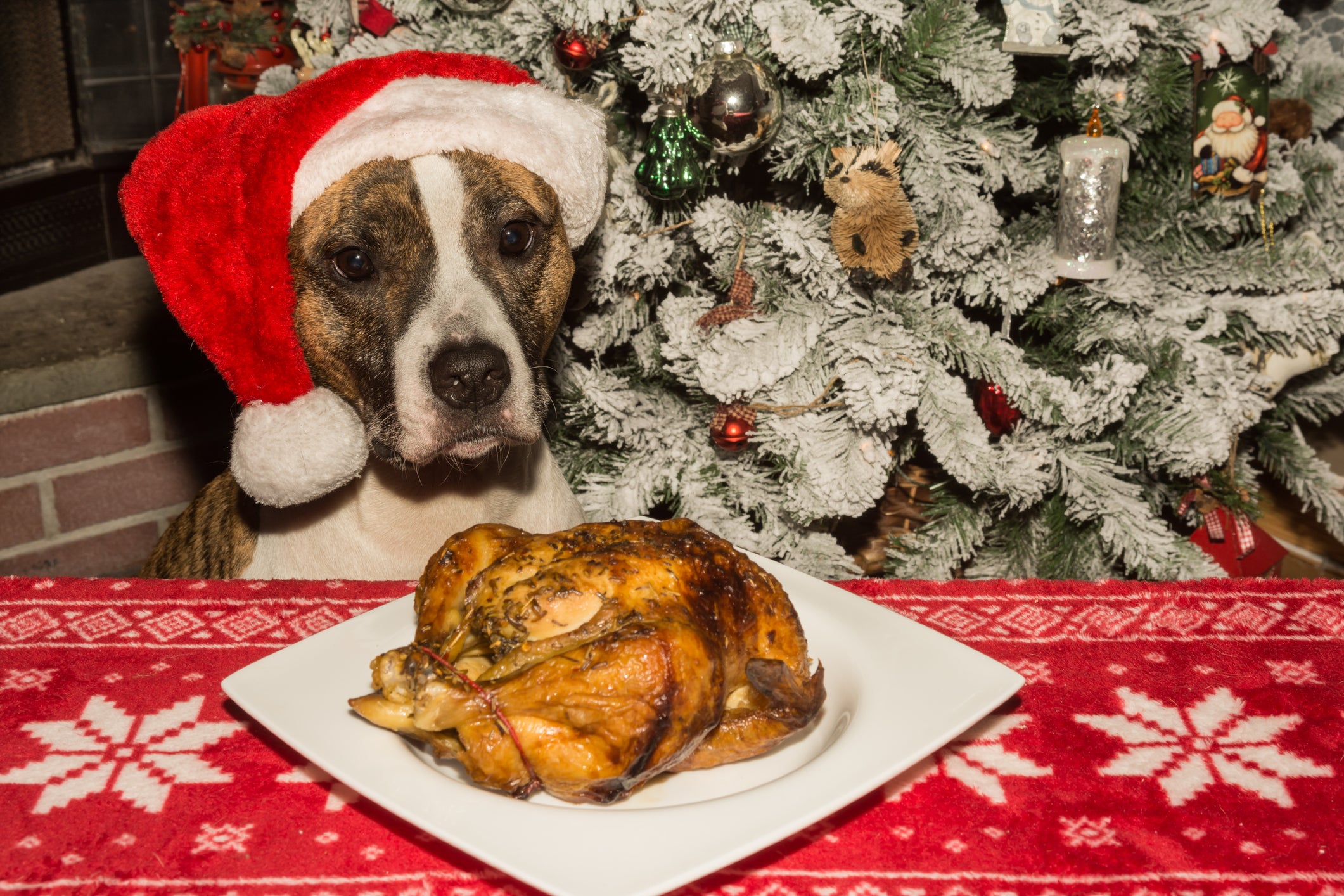 cachorro de chapéu de natal com um frango assado na frente