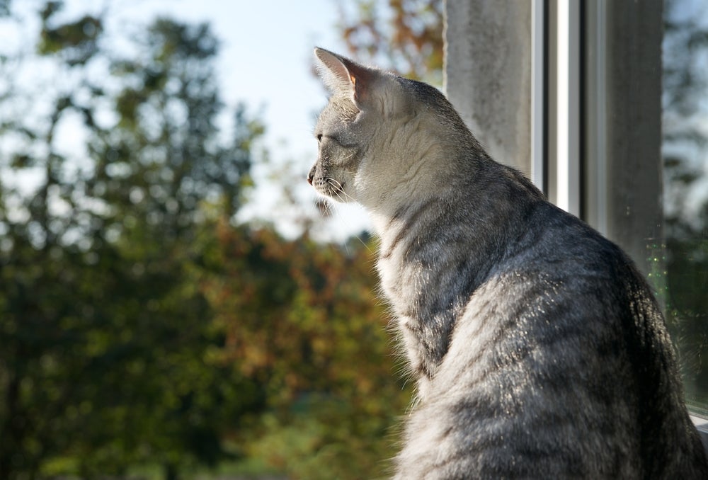 gato malhado sentado na frente de uma janela olhando a vista
