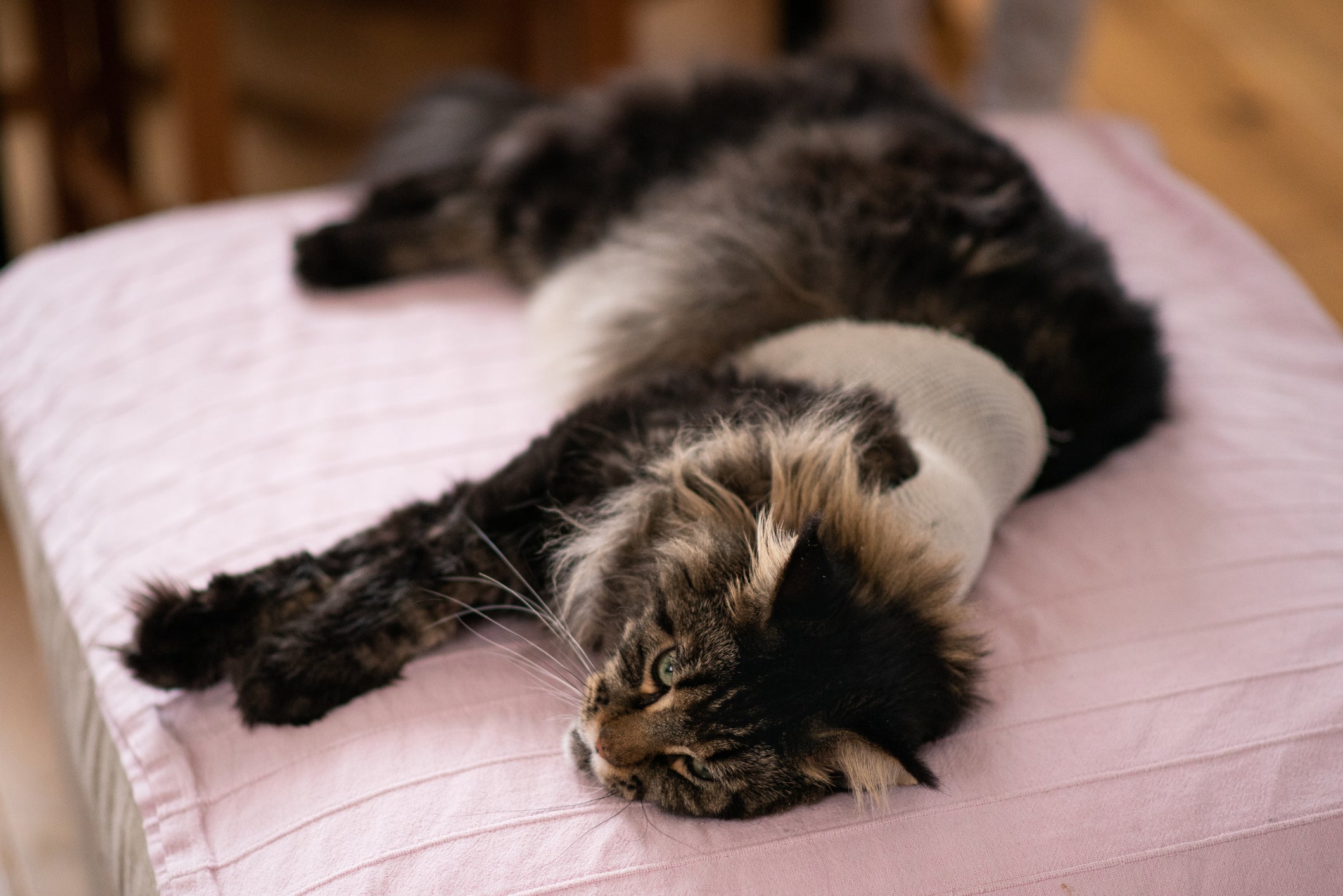 Gato preto peludo usando pano de proteção pós-cirúrgico