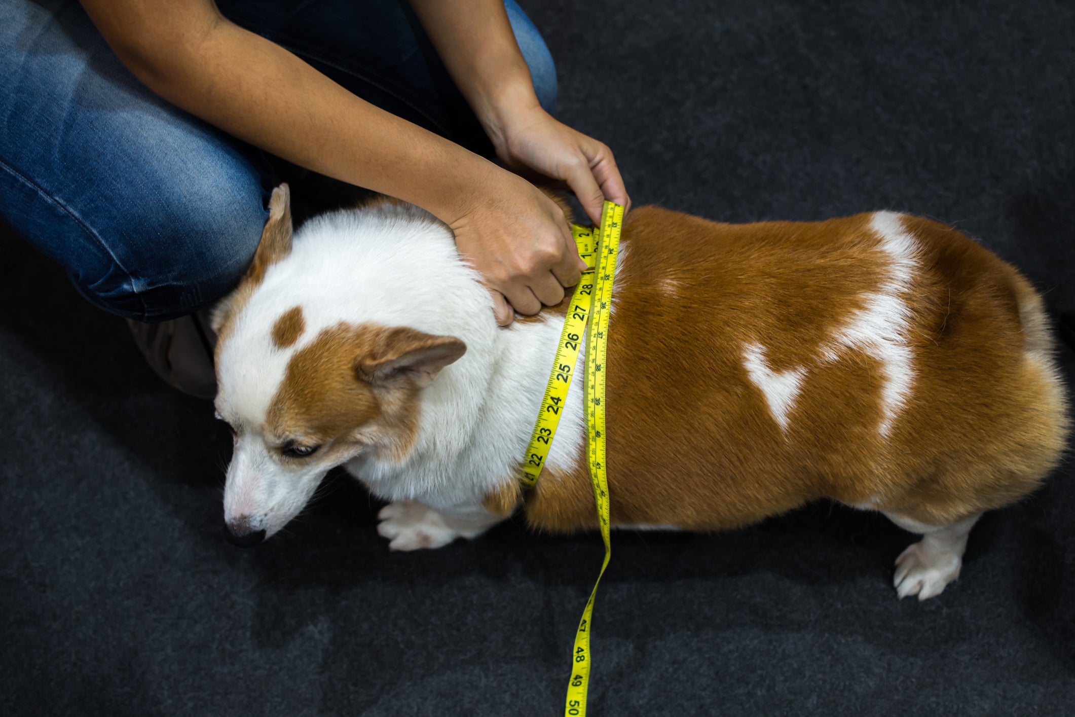 Cachorro acima do peso tendo sua largura medida com fita métrica por humano