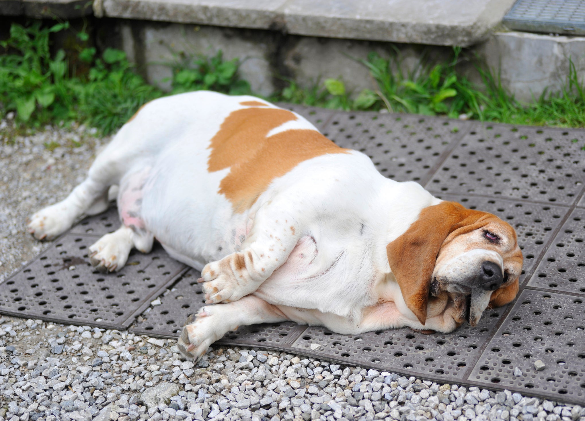 Cachorro com excesso de peso deitado no chão