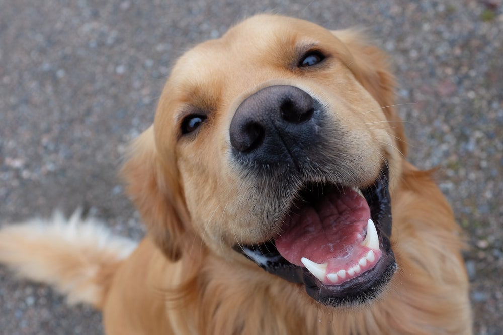 olfato canino: focinho de cachorro