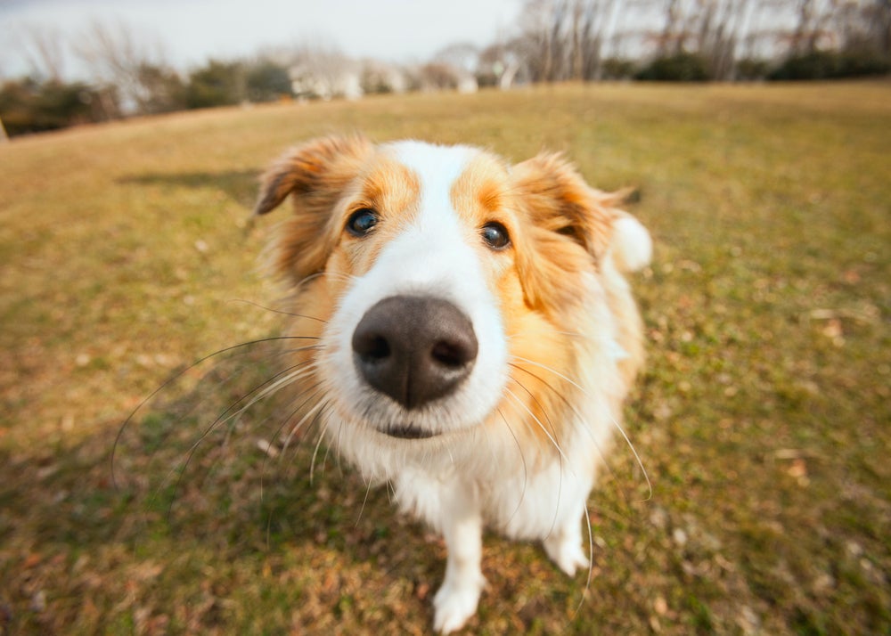 olfato canino: cachorro olhando para a câmera