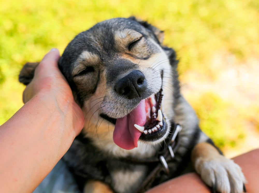 olfato do cachorro: cão cheirando a mão do dono