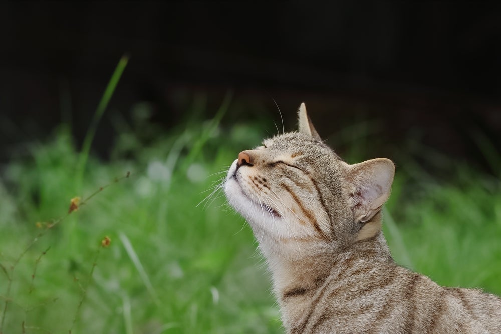 olfato felino: gato na natureza sentindo cheiro